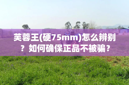 芙蓉王(硬75mm)怎么辨别？如何确保正品不被骗？